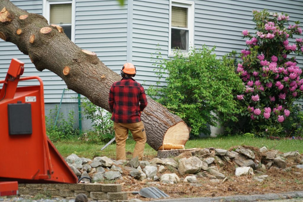 Why Call Tree Cutting Service During Spring? Chippers Tree Service