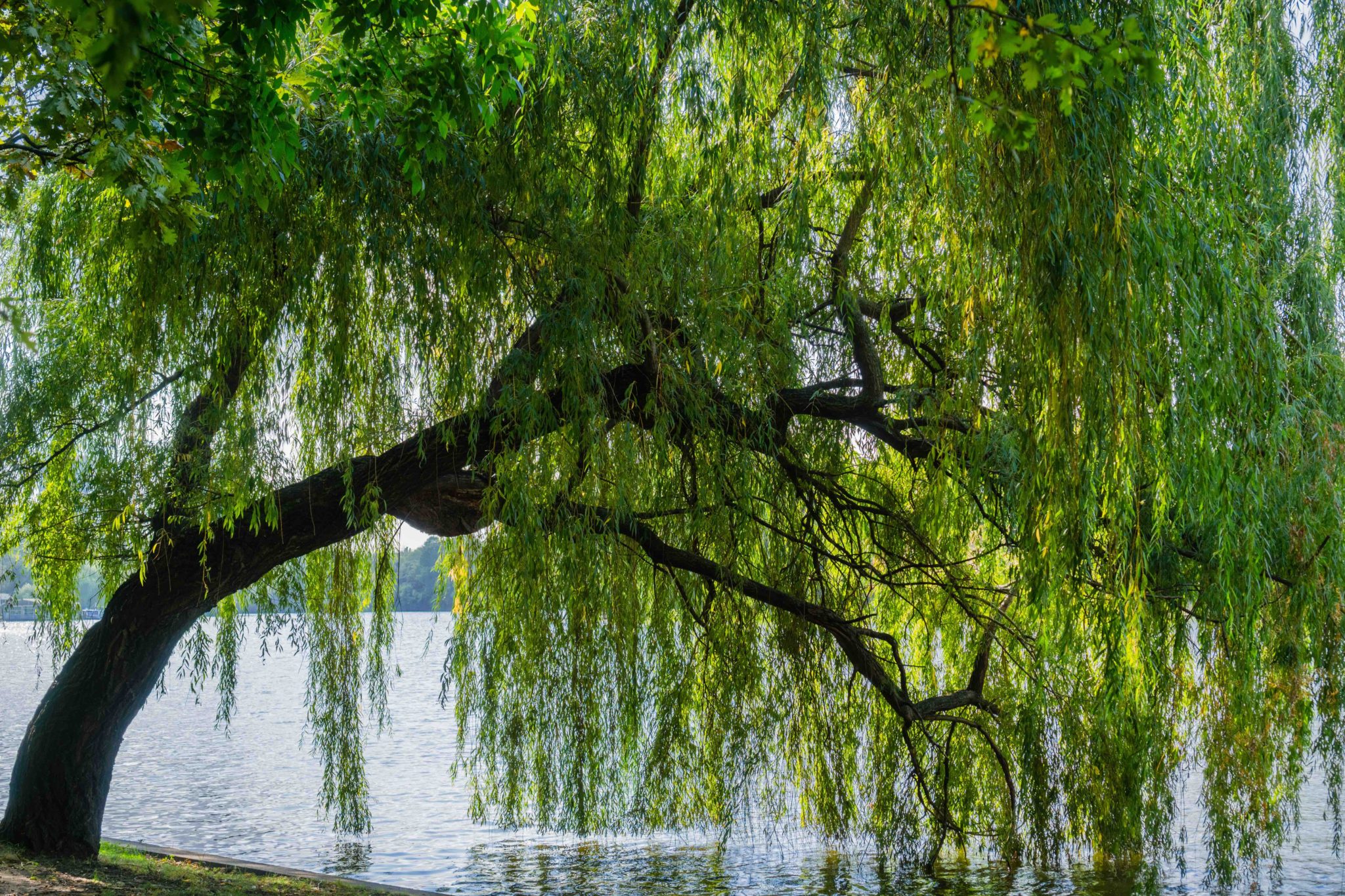 how-to-prevent-leaning-trees-busy-trees