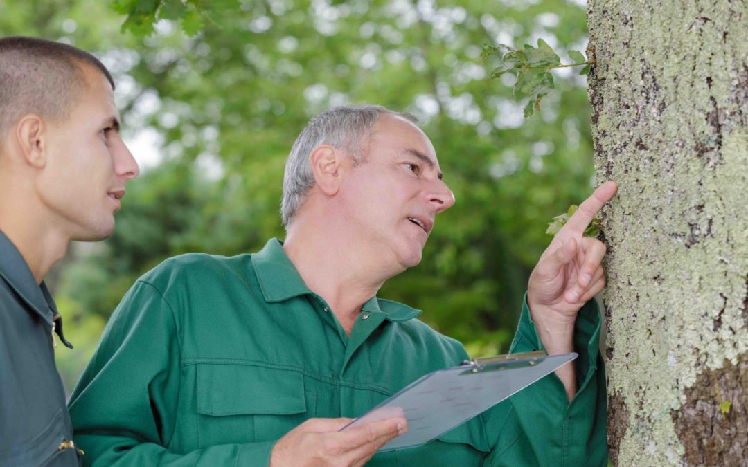 IS IT TIME TO CALL SPRING TREE SERVICES?