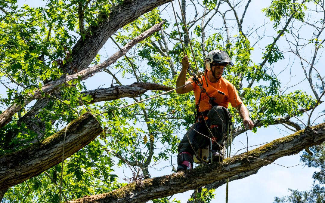 tree pruning service, tree pruning services