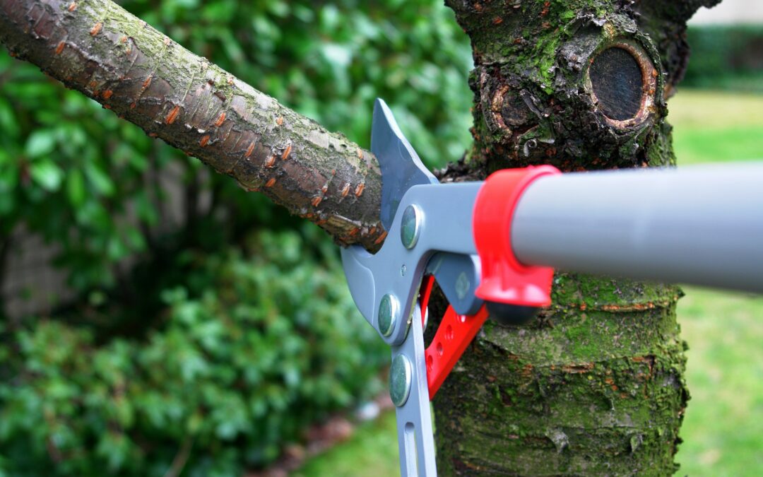 When to Prune a Tree in Fort Worth Texas?