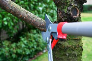 tree pruning fort worth texas