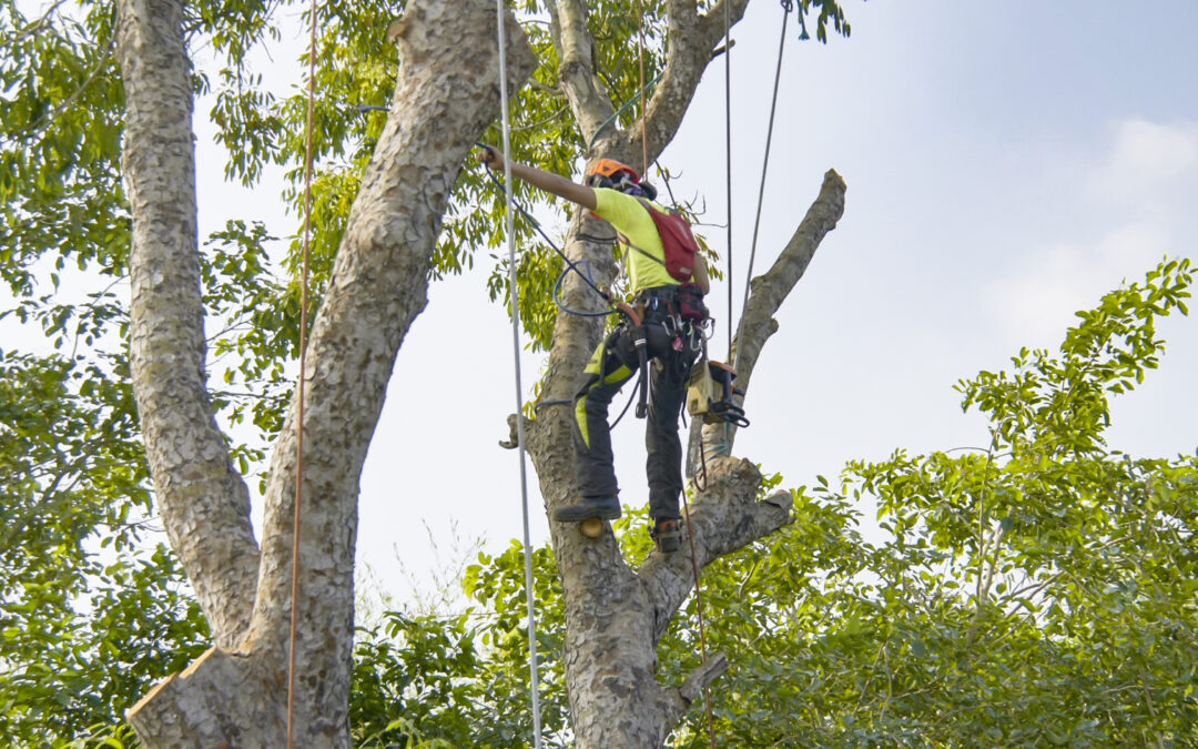 summer tree pruning service, summer tree pruning services