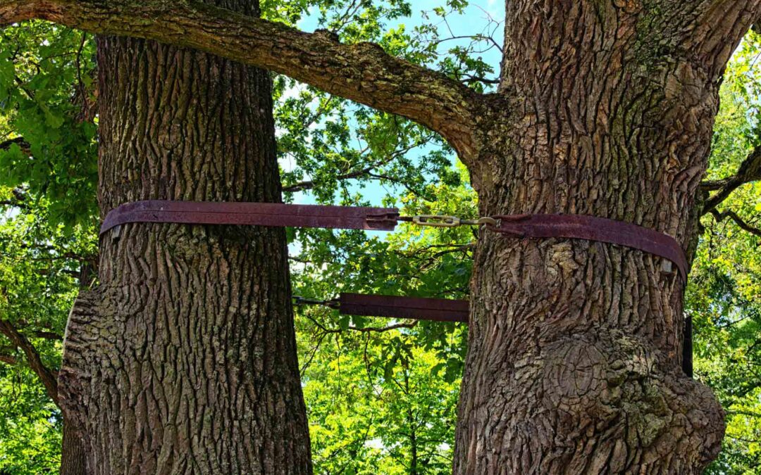 What Should You Know About Tree Cabling And Bracing?