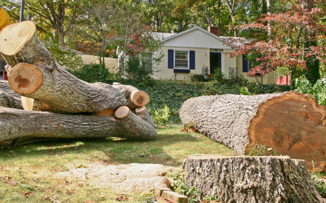 Reasons Why You Will Have To Hire Tree Removal Fort Worth Experts