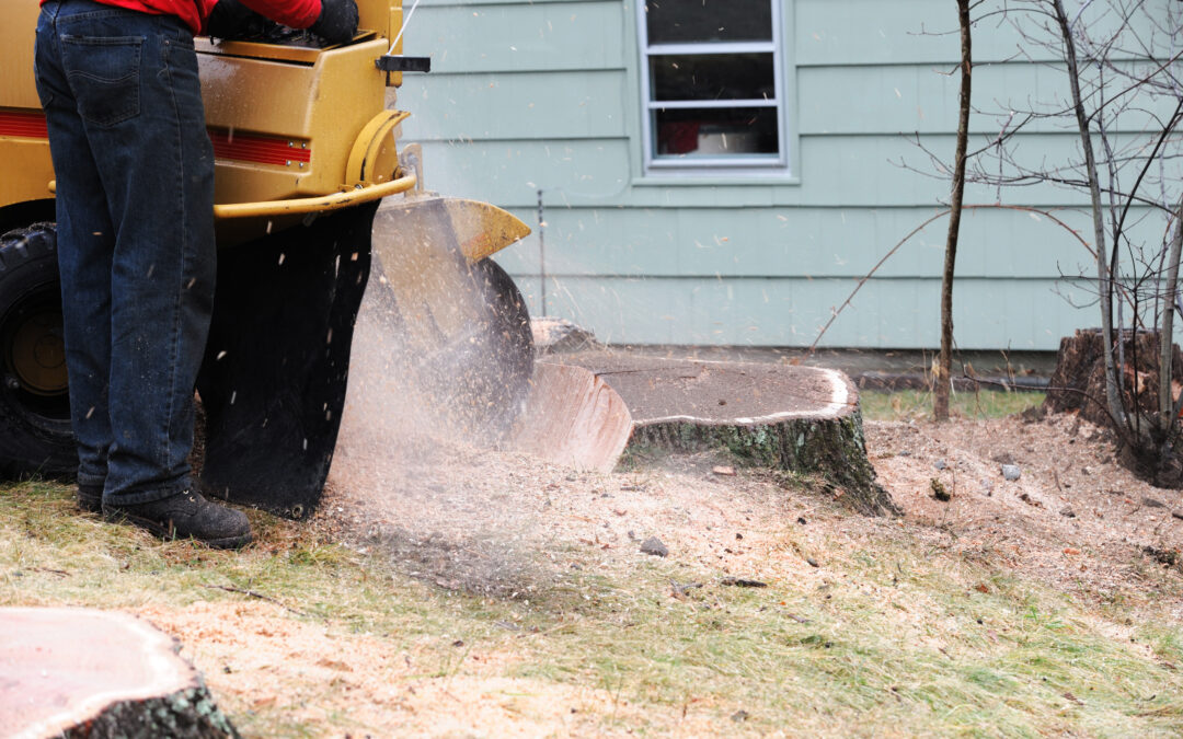 Why Stump Grinding Dallas Is Important?