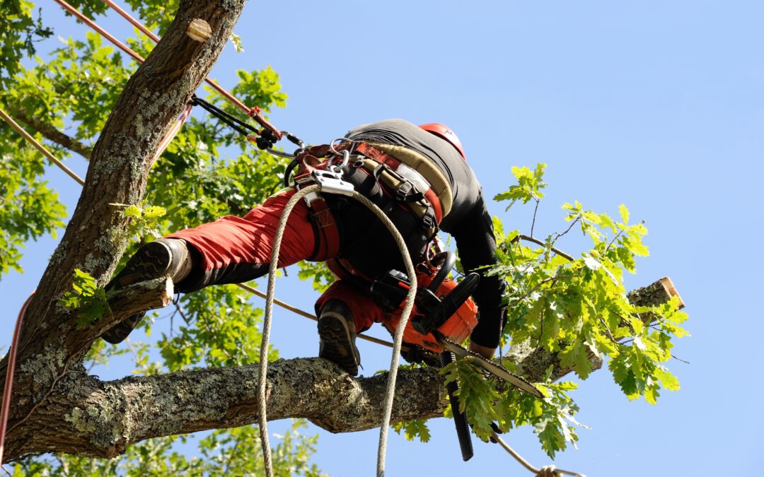 Most Preferred Residential And Commercial Tree Pruning Services