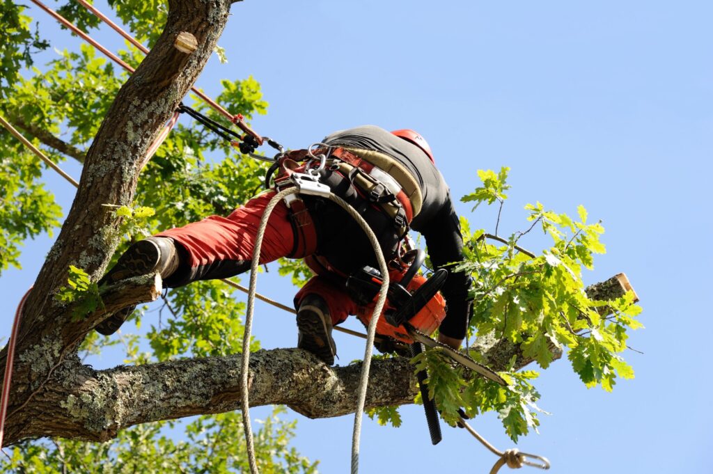tree pruning services