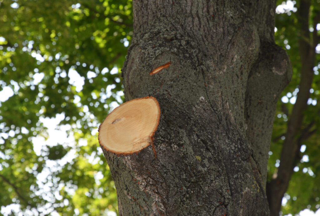 tree pruning, diseased tree