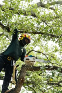 Professional Tree Pruning Services in Dallas, TX